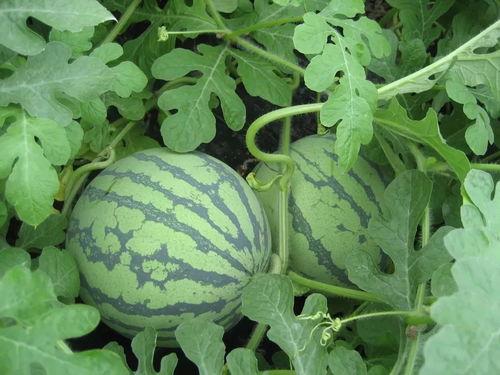 ycg战队吃瓜,真相与幕后 第2张 ycg战队吃瓜,真相与幕后 第2张